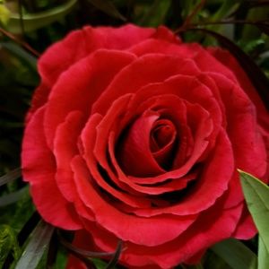 Meet your Posher, Annette